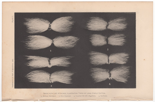Seeds with Lint Attached, Illustrating Types of Long Staple Cotton